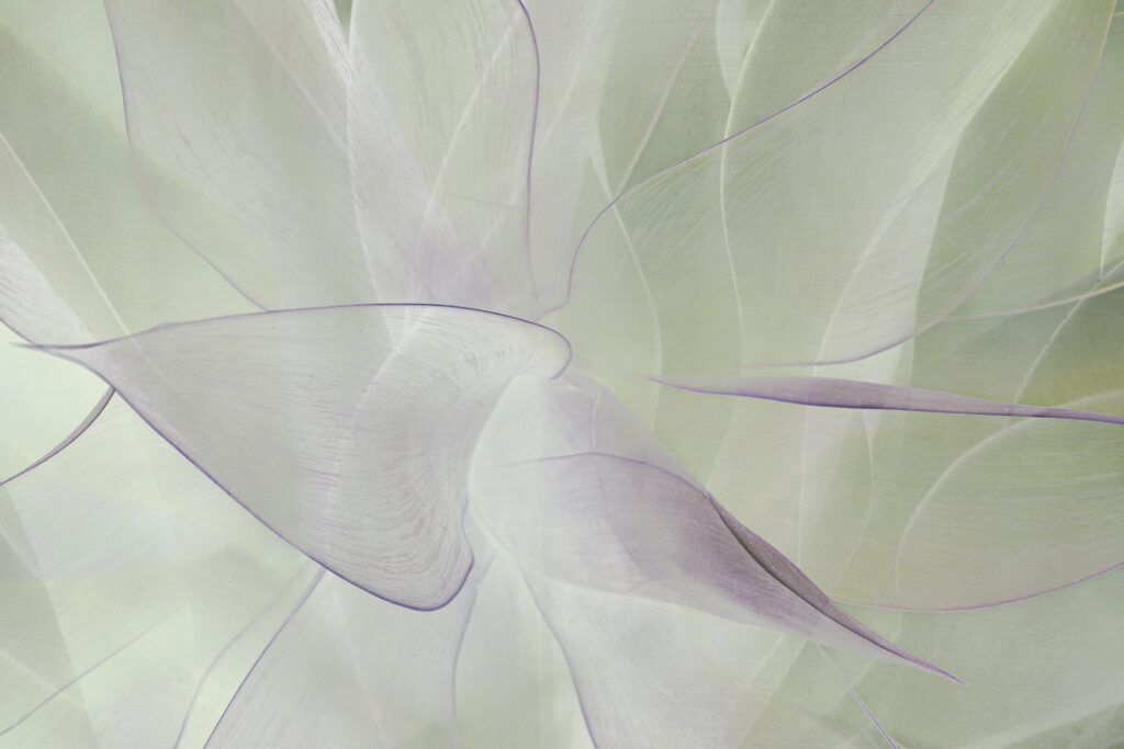 Translucent Petals: Ethereal Macro Wallpaper Background