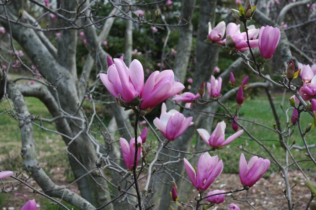 Delicate Magnolia Blossom Wallpaper - Spring Awakening Background
