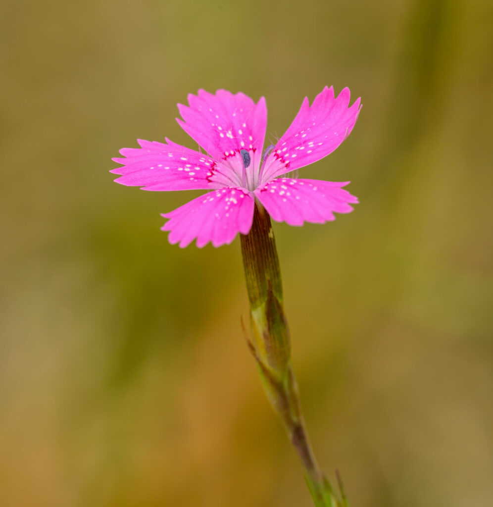 Delicate Maiden Pink Flower Wallpaper with Vibrant Petals