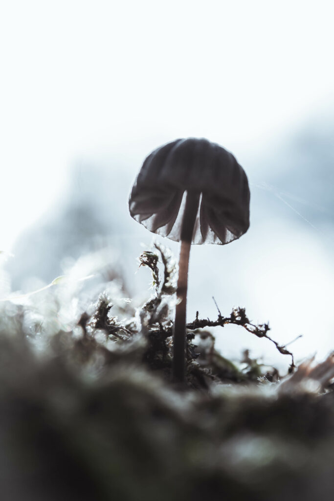 Macro Mushroom Close-Up: Delicate Details in Soft Blur Wallpaper