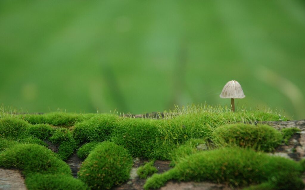 Delicate mushroom growing in green moss on forest floor showing nature renewal wallpaper background