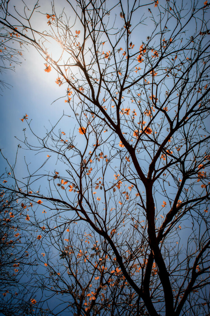 Early spring tree branches with orange flowers and leaves against a clear blue sky wallpaper