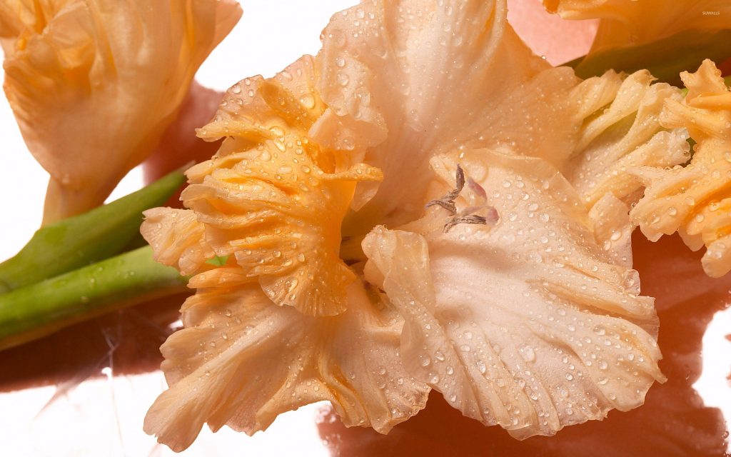 Macro shot of delicate orange Gladiolus flowers with water droplets on peach petals wallpaper