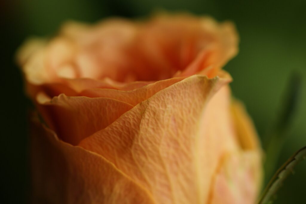 Delicate Orange Rose Bud Close-Up: Beautiful Wallpaper Background