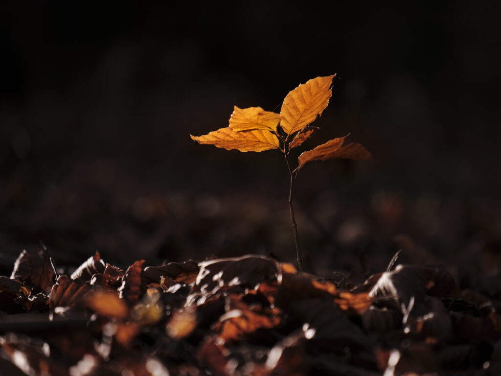 Vibrant Orange Sprout Among Autumn Leaves - Seasonal Wallpaper