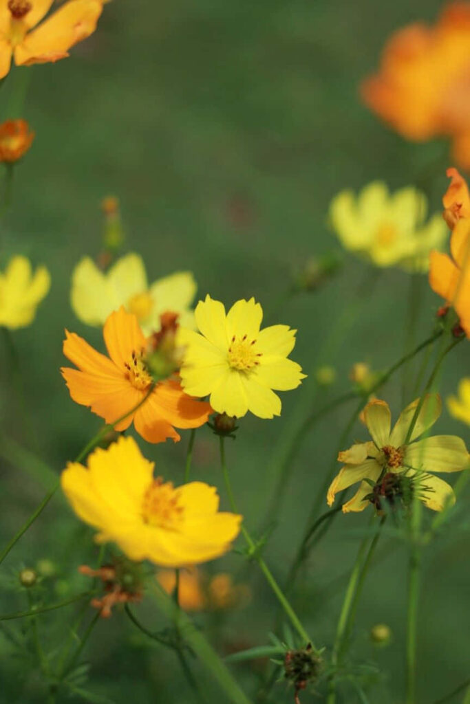 Delicate Orange & Yellow Flower Wallpaper on Blurred Green Background