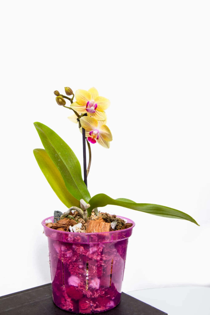 Elegant Pale Yellow Orchid Wallpaper with Purple Pot on White Background