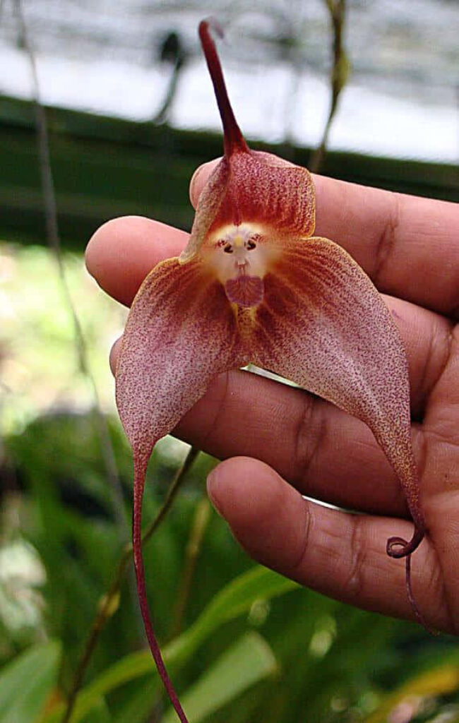 Rare Orchid in Hand: Delicate Transparent Petals Wallpaper Background