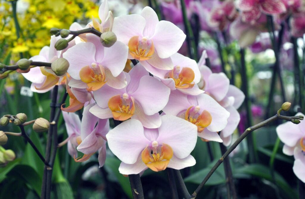 Delicate Pink Orchids in Bloom - Elegant Floral Wallpaper Background