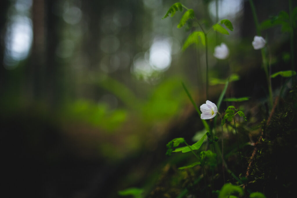 Elegant Oxalis Flower Wallpaper: White Petals in Blurred Green Grass
