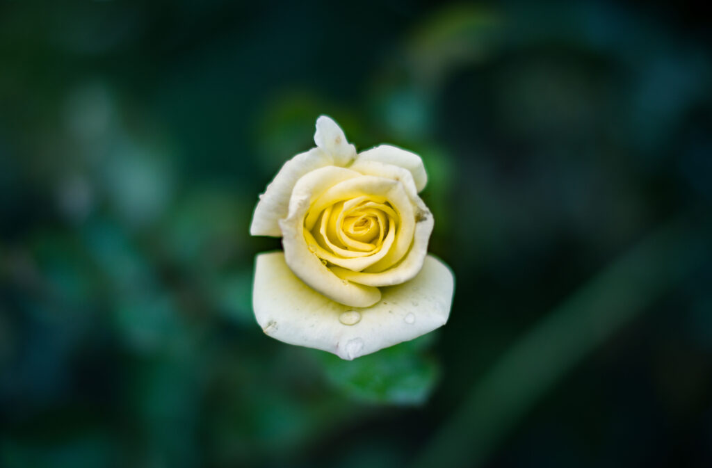 Close-Up of Pale Yellow Rosebud with Dew on Blurred Green Background Wallpaper