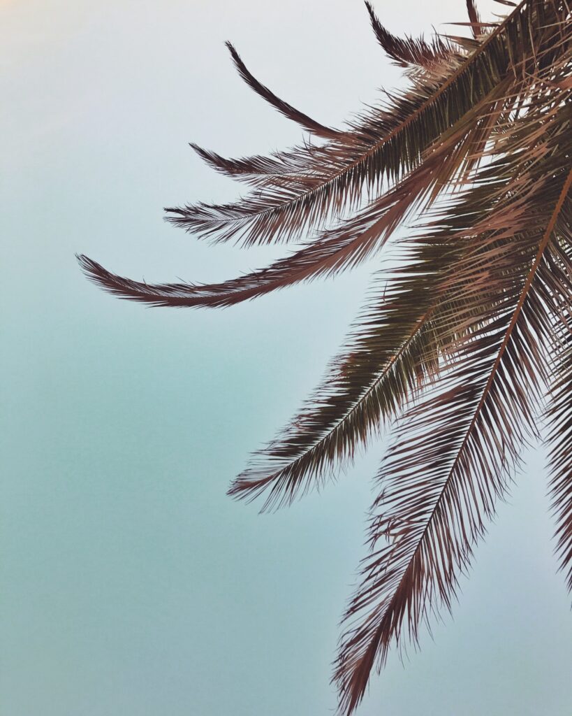 Delicate palm fronds against soft blue sky tropical wallpaper background with minimalistic leaves