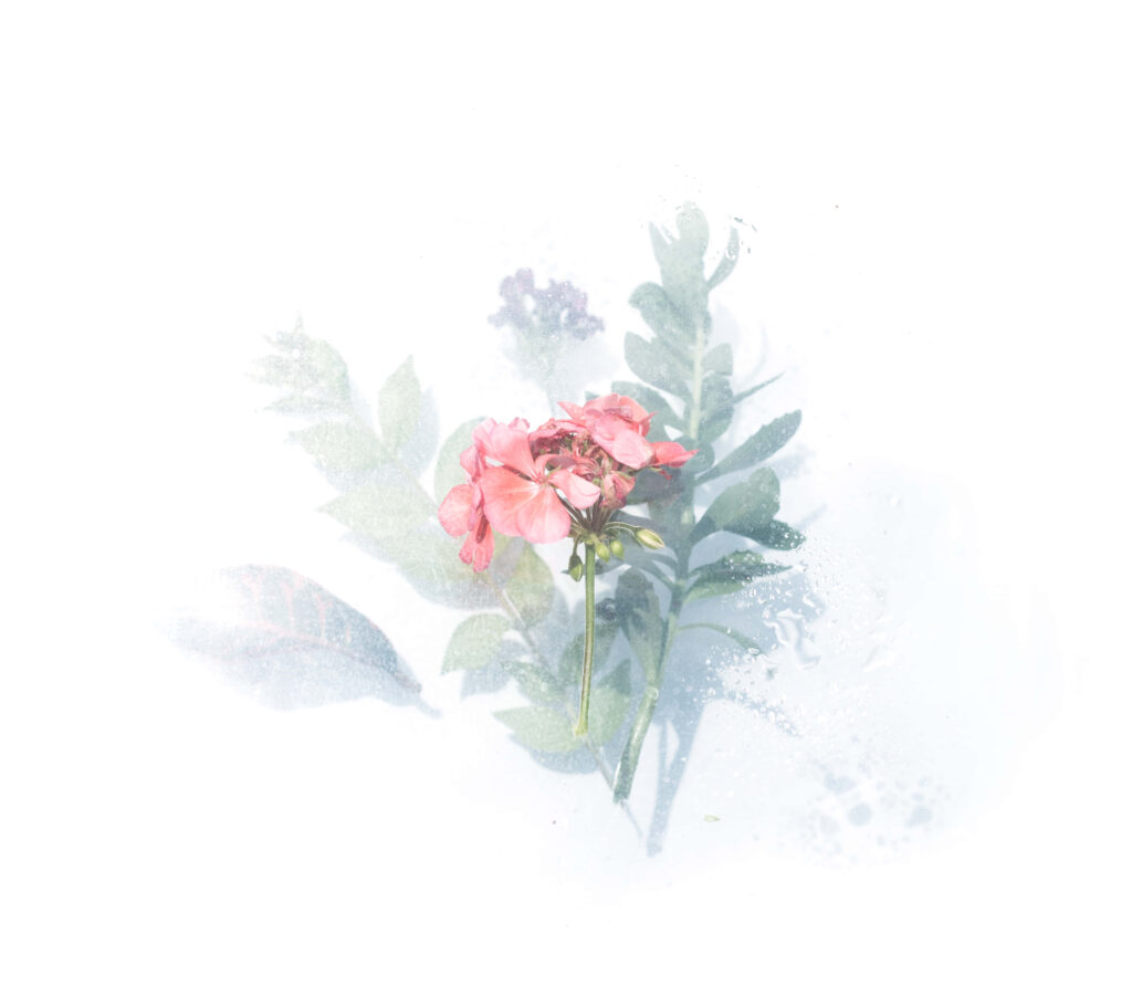 Delicate Pastel Flower Wallpaper for Calming Nature-Inspired Elegance