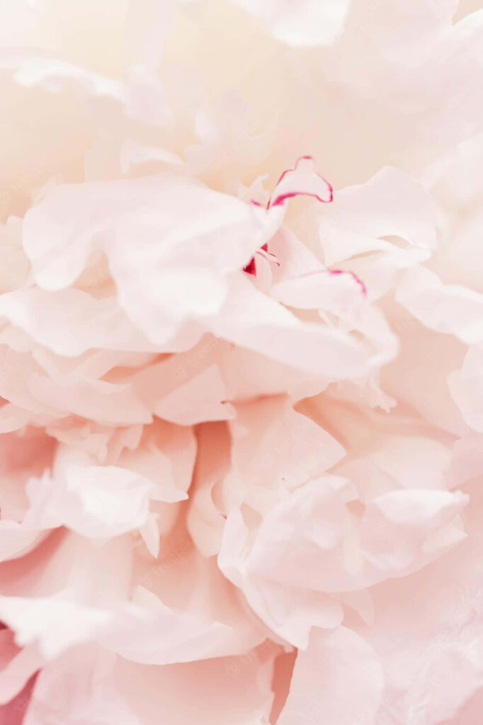 Serene Peach Petals Wallpaper - Ethereal Close-Up Background