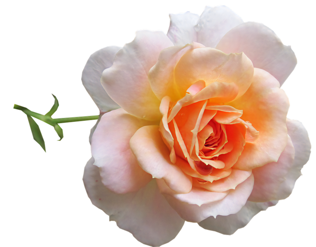 Delicate Peach Rose Wallpaper on Isolated Background - Natural Beauty