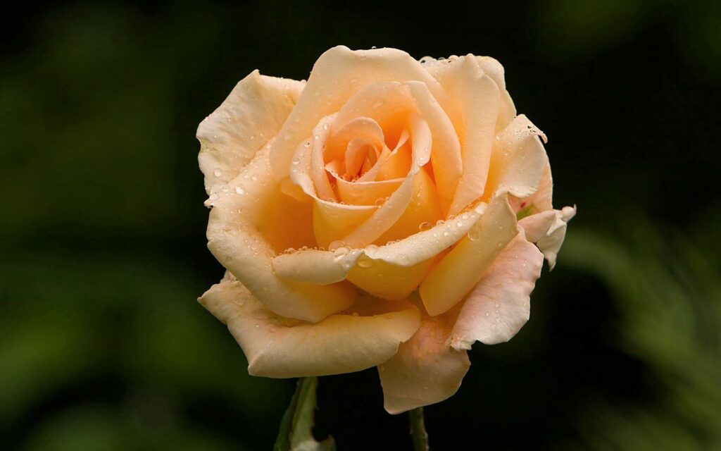 Delicate Rose Wallpaper: Soft Peach & Water Droplets Background