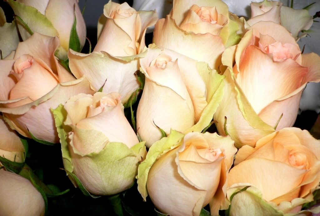 Delicate Pale Peach Roses Wallpaper: Blooming Beauty & Lush Greenery