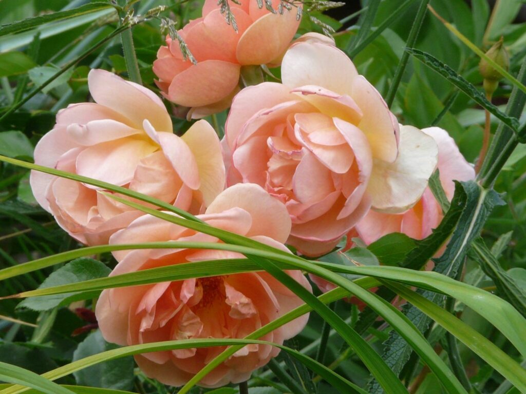 Delicate Peach Roses in Lush Green Grass - Serene Background Wallpaper