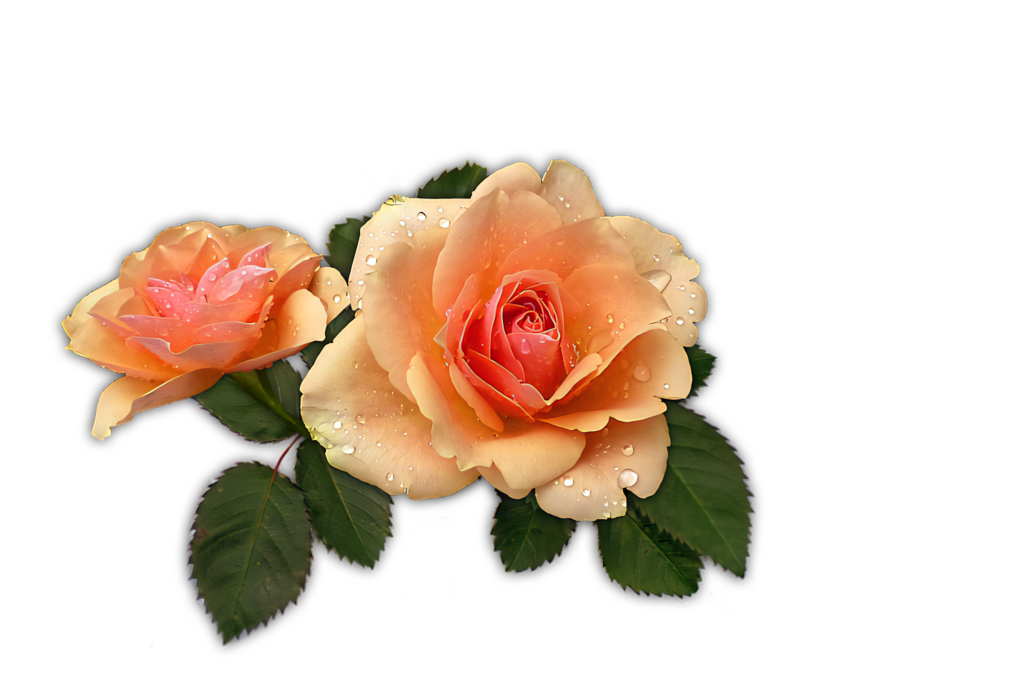 Delicate Peach Rose Wallpaper with Dewdrops and Lush Green Leaves