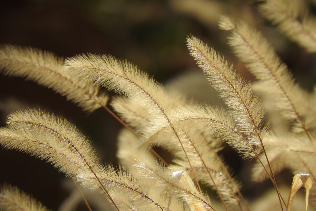 Close-Up of Delicate Pennisetum Plants: Fluffy Textures Wallpaper