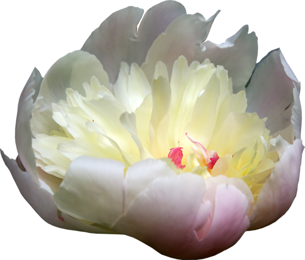 Pastel Peony Flower Wallpaper: Soft & Serene Botanical Background