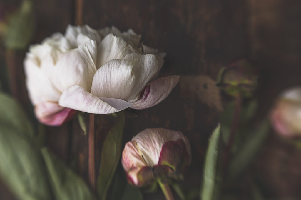 Soft White & Pink Peonies Wallpaper on Rustic Dark Background