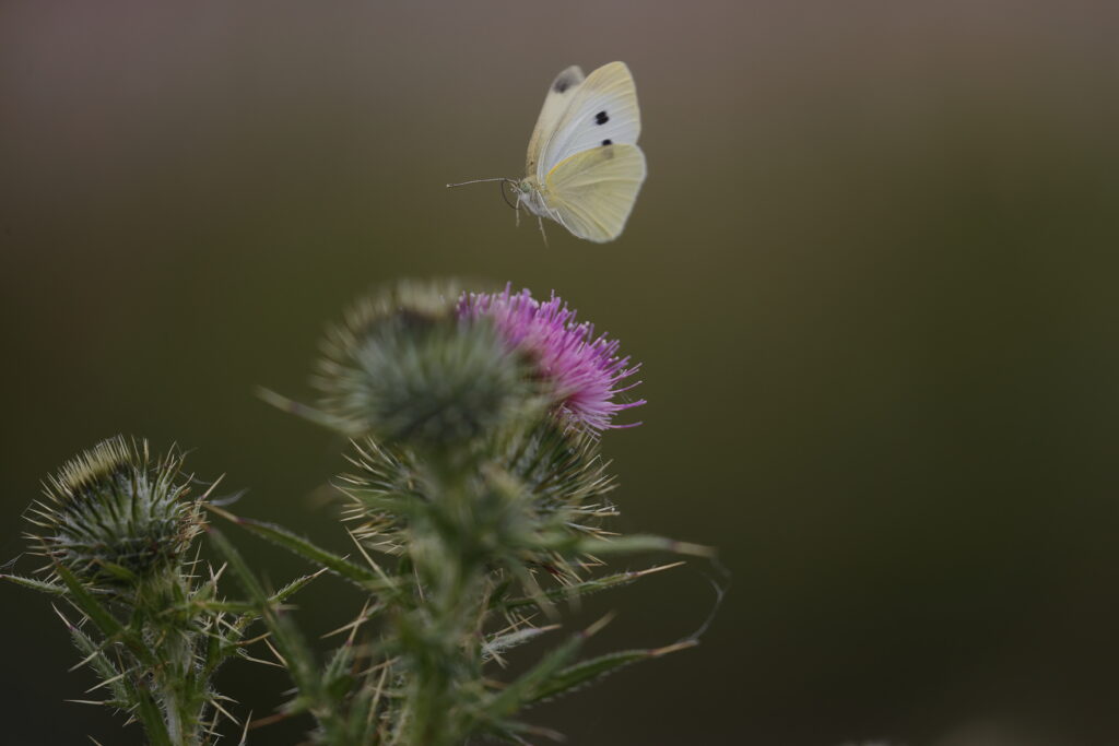 Delicate Pieris Butterfly Near Pink Flower - Soft Blurred Wallpaper