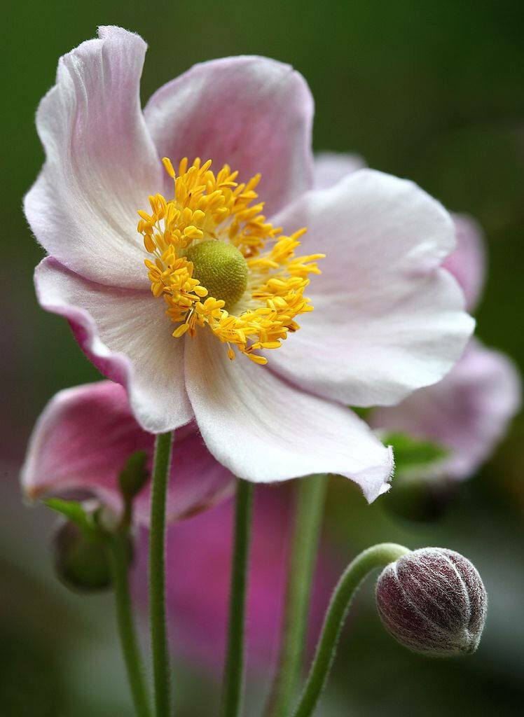 Delicate Pink Anemone Flower with Bright Yellow Center in Bloom Wallpaper