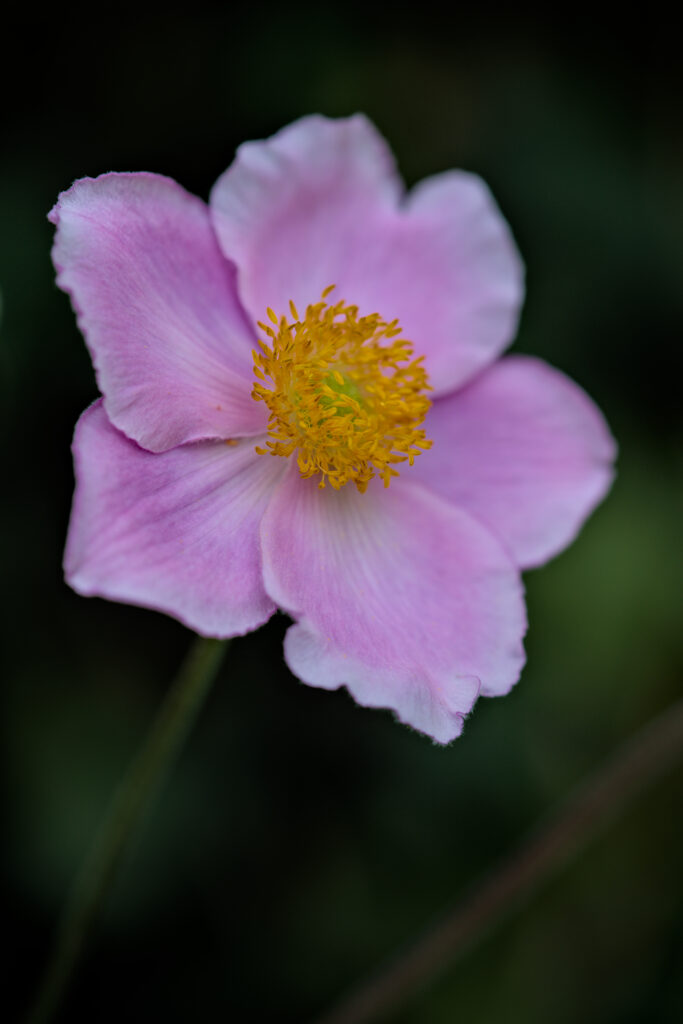 Pink Anemone Flower Close-Up: Spring Background Beauty Wallpaper