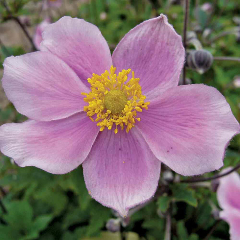 Delicate Pink Anemone Flower with Yellow Center - Soft Green Background Wallpaper