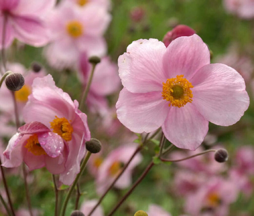 Delicate Pink Anemone Flowers in Sunlit Greenery Background Wallpaper
