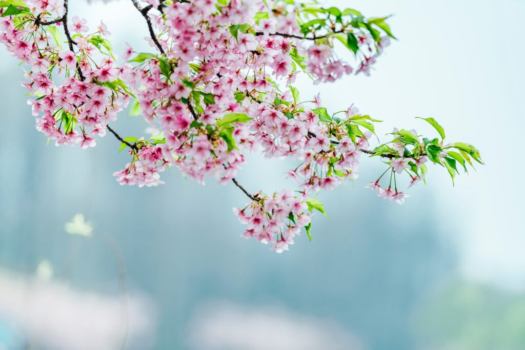 Delicate Pink Apple Blossom Wallpaper - Springtime Garden Vibes