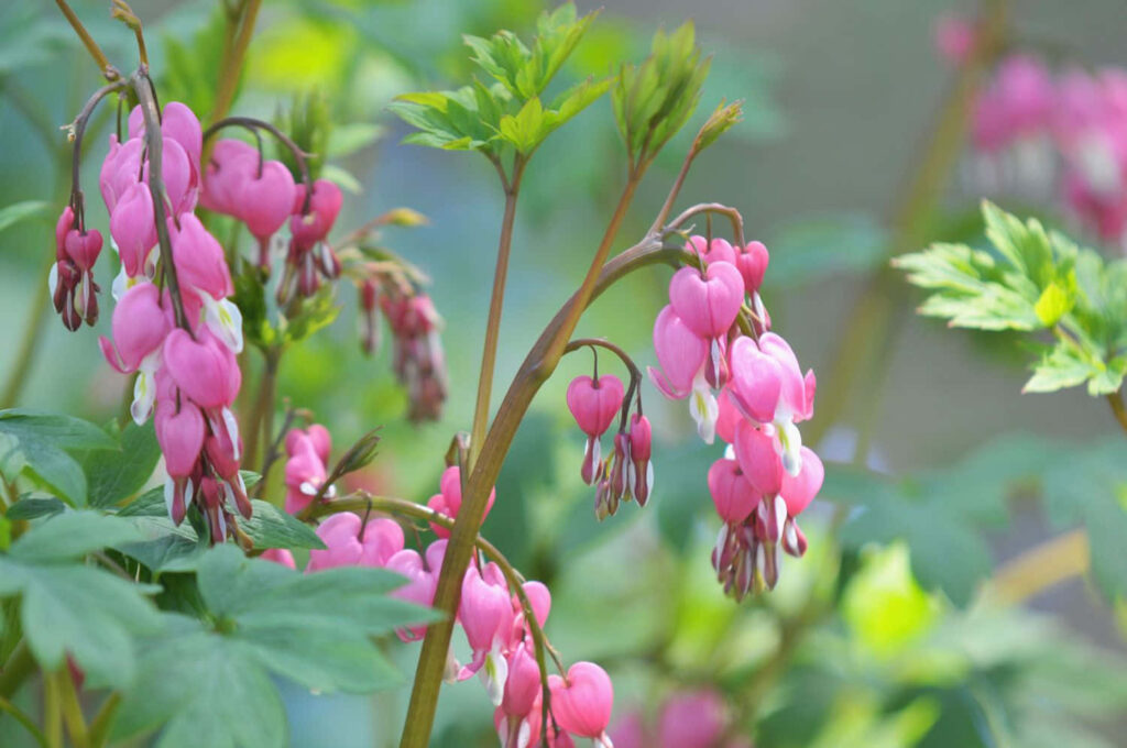 Elegant Pink Bleeding Heart Flowers Wallpaper on Lush Green Background