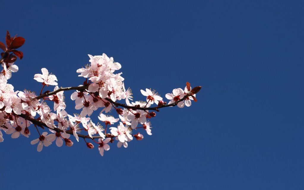 Spring Blossoms Wallpaper: Pink Flowers on Blue Sky - 1680x1050