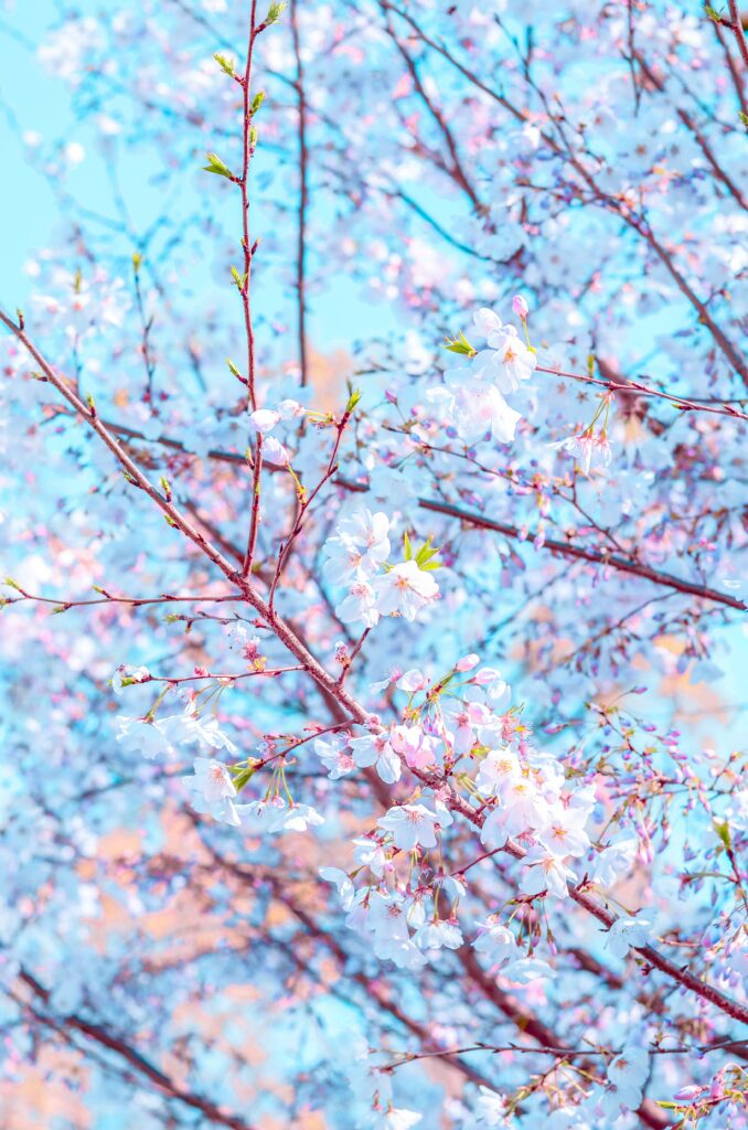 Delicate Pink Blossom Wallpaper on Bright Blue Sky Background