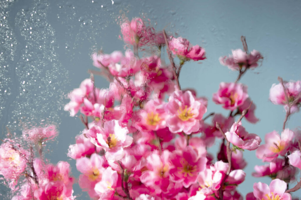 Delicate Pink Blossoms Wallpaper with Frosted Glass Effect