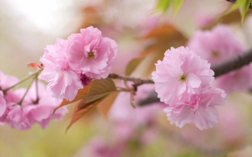 Delicate Pink Blossom Wallpaper on a Softly Blurred Background