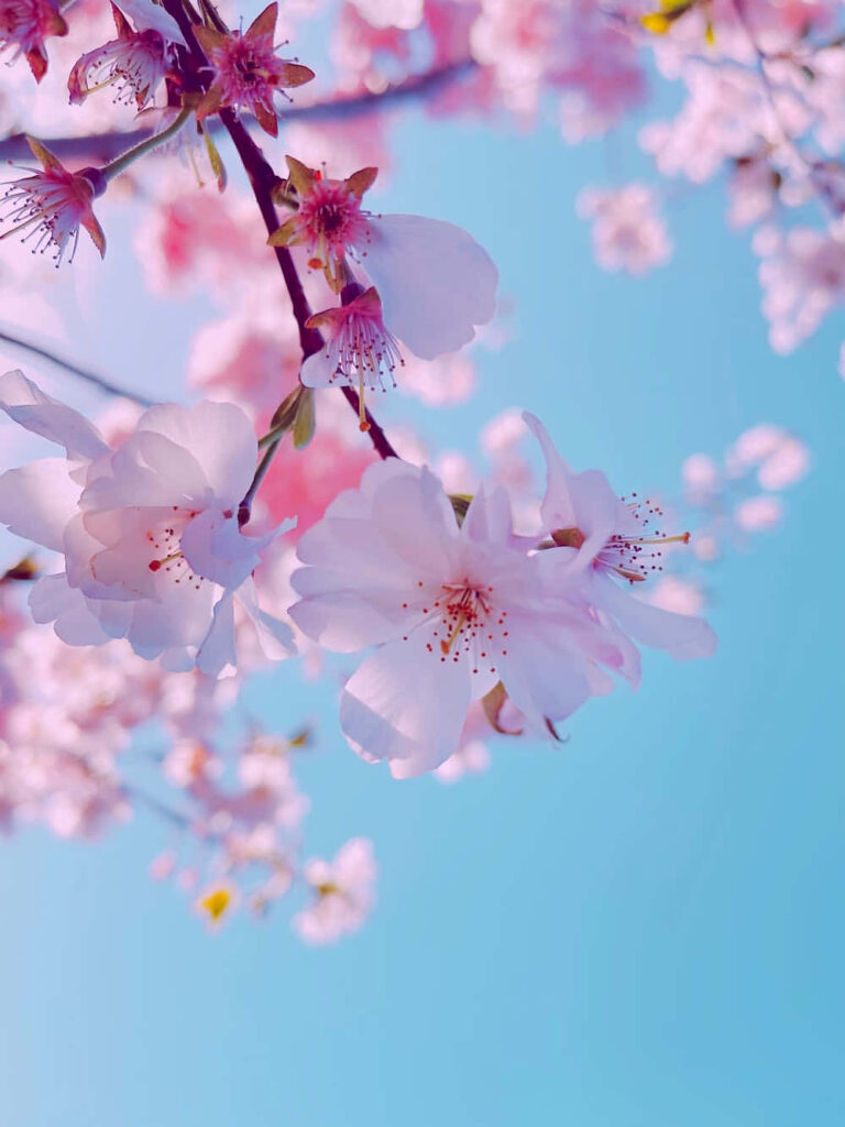 Delicate Pink Blossoms Against a Serene Blue Sky Background Wallpaper