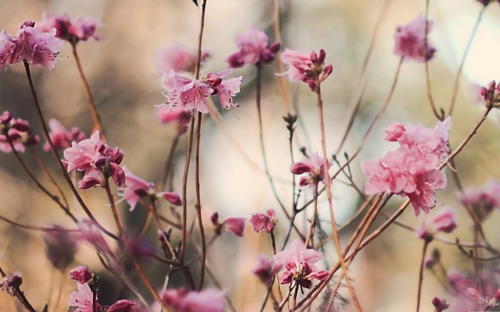 Soft Focus Spring Wallpaper: Delicate Pink Blossoms on Twigs