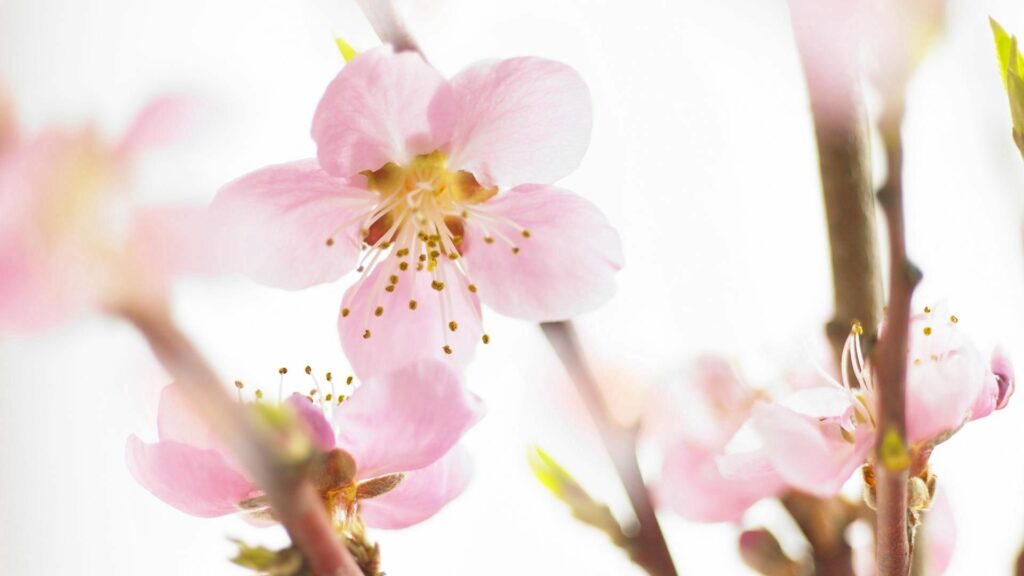 Delicate Pink Blossom Wallpaper Background – Spring Freshness