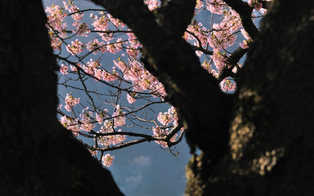 Delicate pink flowers bloom on tree branches against dark trunk and serene blue background wallpaper
