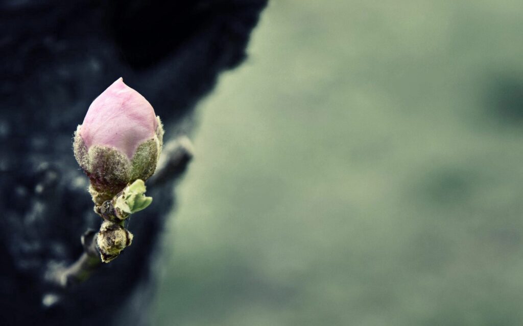 Delicate Pink Bud Wallpaper: Spring Renewal Close-Up Background