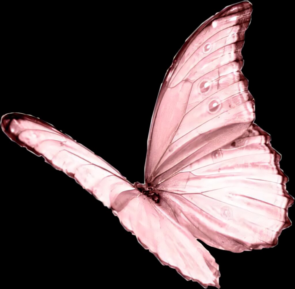 Delicate Pink Butterfly on Black: Stunning Wallpaper Background