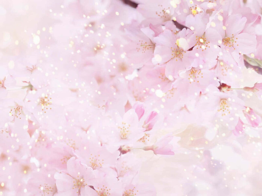 Delicate Pink Cherry Blossoms Wallpaper - Dreamy Spring Background