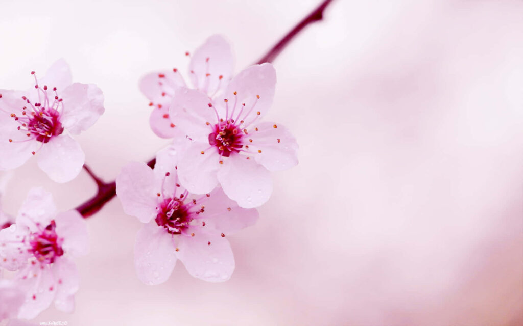 Serene Blurred Background with Delicate Pink Cherry Blossoms Wallpaper