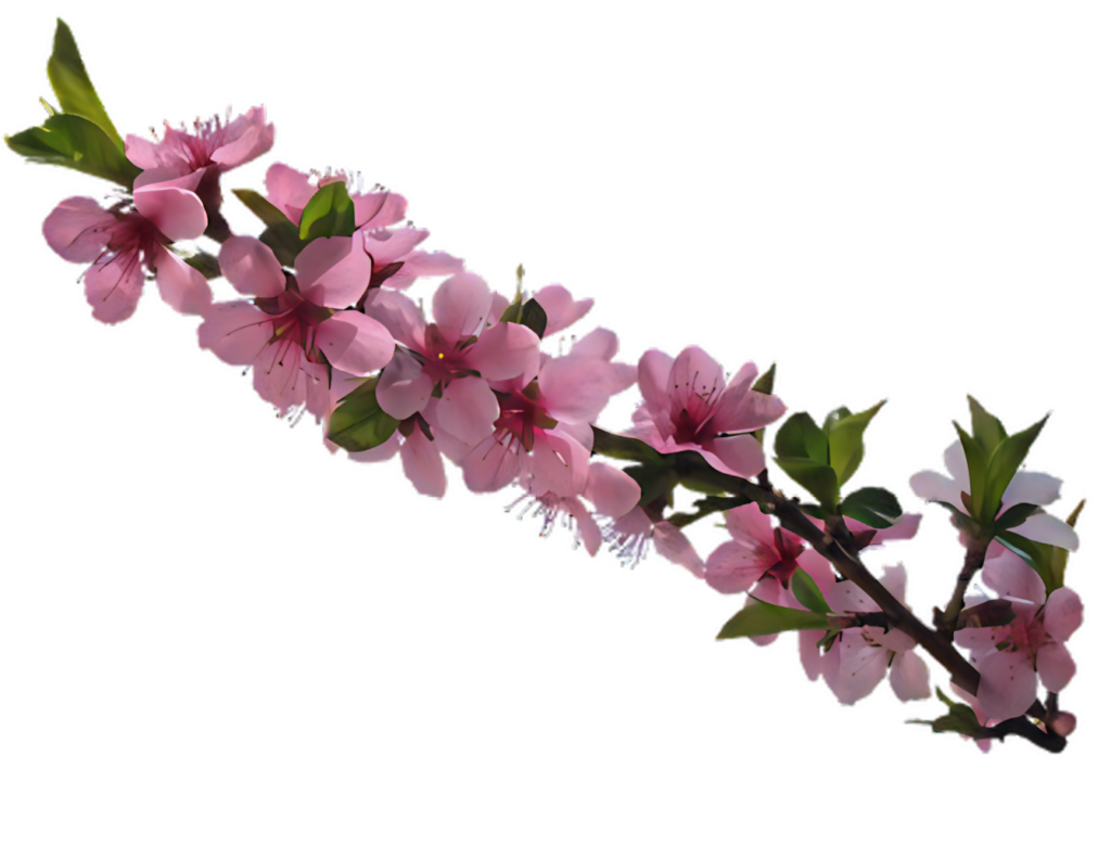 Delicate Pink Cherry Blossom Branch Wallpaper on Transparent Background