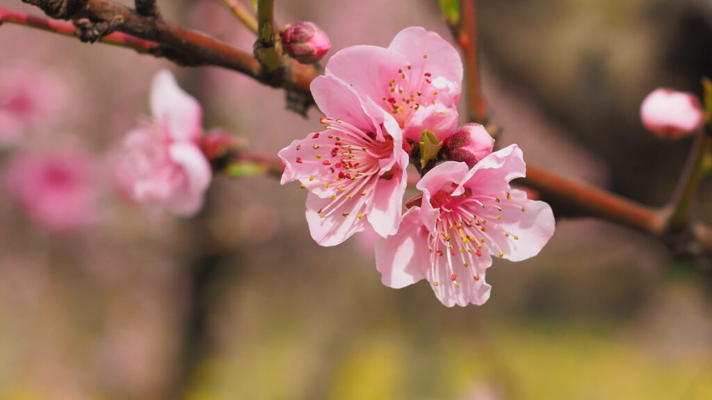 Delicate Pink Cherry Blossoms: Spring Background Beauty Wallpaper