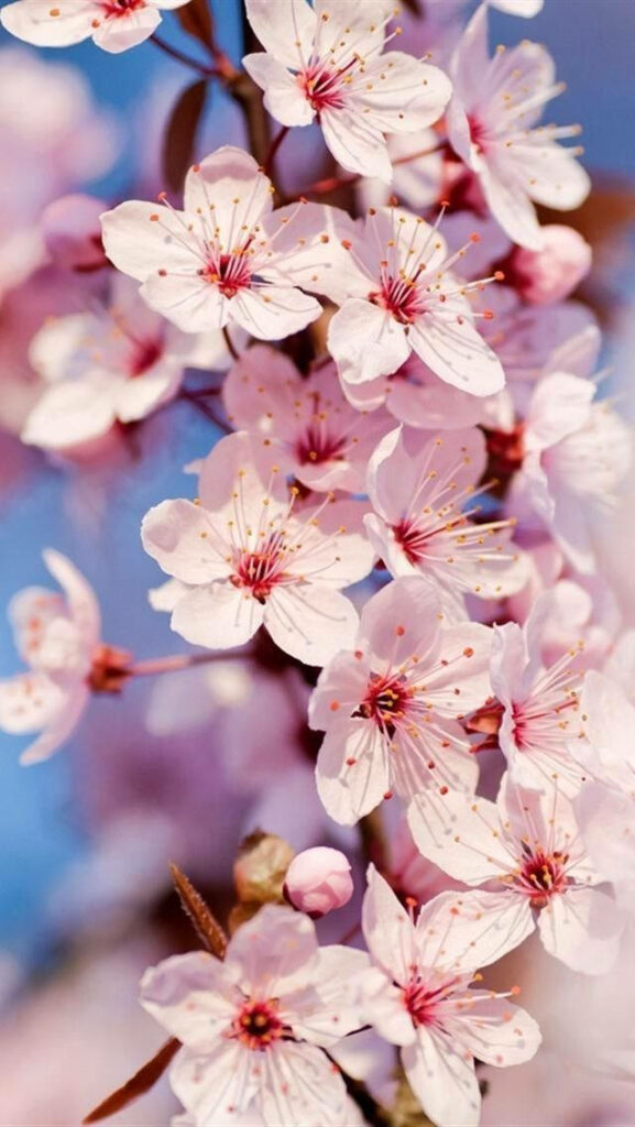 Delicate Pink Cherry Blossoms on Soft Blue Background - Serene Floral Wallpaper