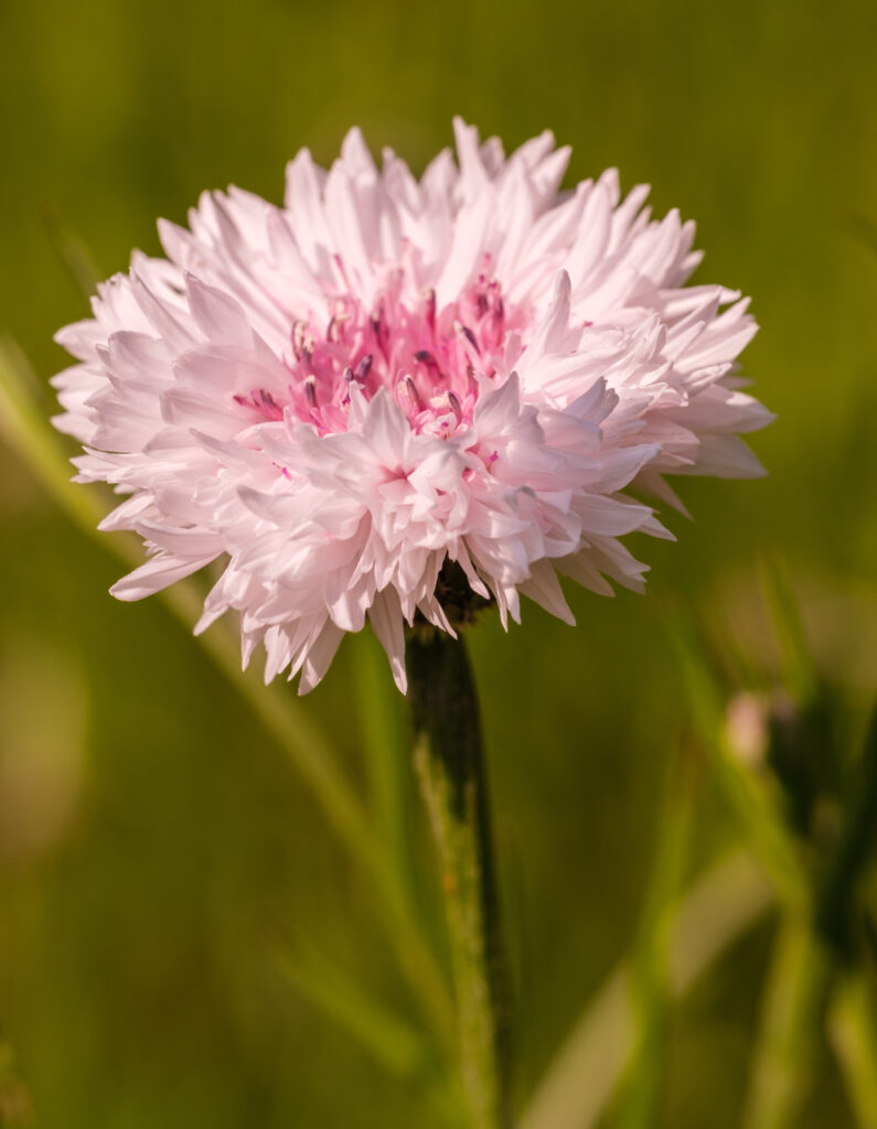Delicate Pink Cornflower in Bloom - Elegant Wallpaper Background