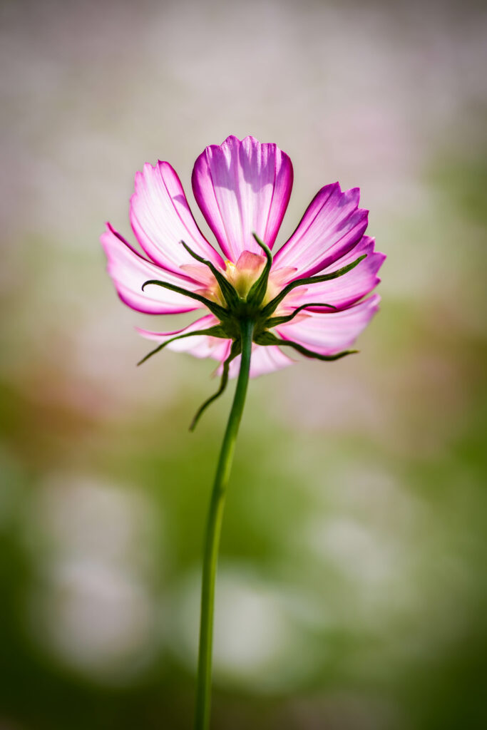 Vibrant Pink Cosmos Flower with Softly Blurred Background Wallpaper